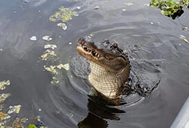 Annie Miller S Swamp Tours & Charters Annie Miller S Swamp Tours & Charters