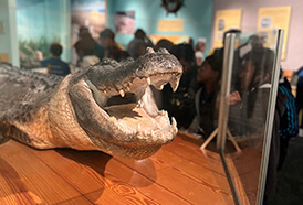 Bayou Terrebonne Waterlife Museum Bayou Terrebonne Waterlife Museum
