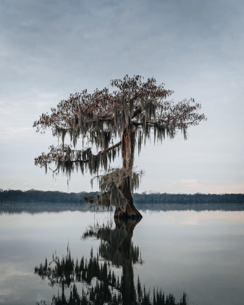Majestic cypress tree reflected in calm lake waters in Louisiana.