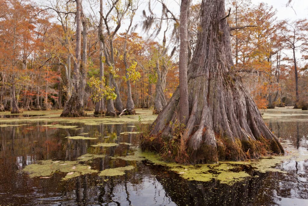 Swamp scene with cypress trees and water in Louisiana during fall.